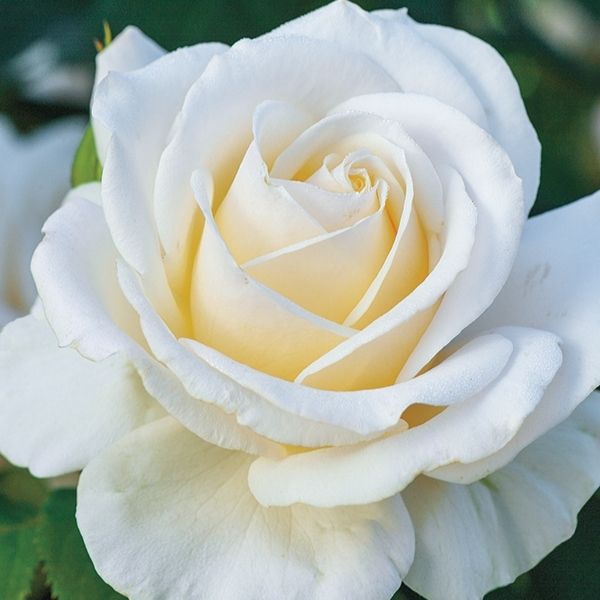 Easy Spirit™ Floribunda Rose