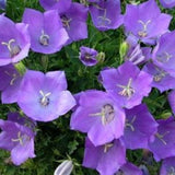 Pearl Deep Blue Bellflower