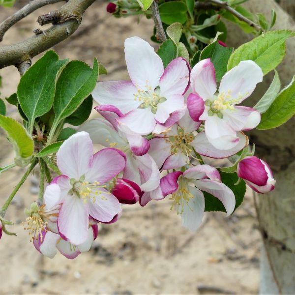 granny smith apple plant Granny Smith Apple Tree | Buy at NatureHills.com #5 Container