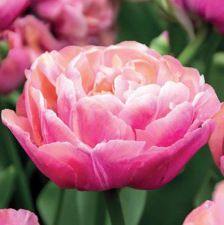 Amazing Grace Tulip