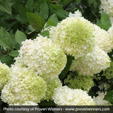 Limelight Panicle Hydrangea