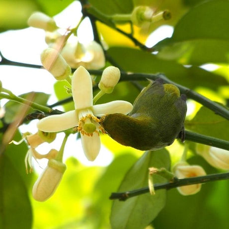 Rio Red Grapefruit Tree