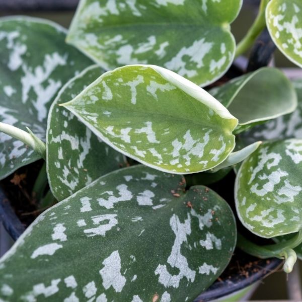 Satin Pothos