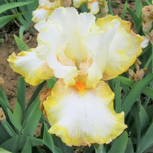 Double Ringer Tall Bearded Iris