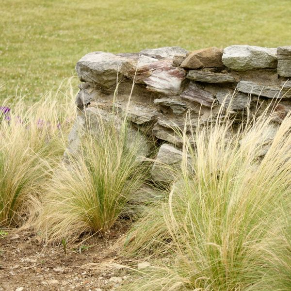 Mexican Feather Grass