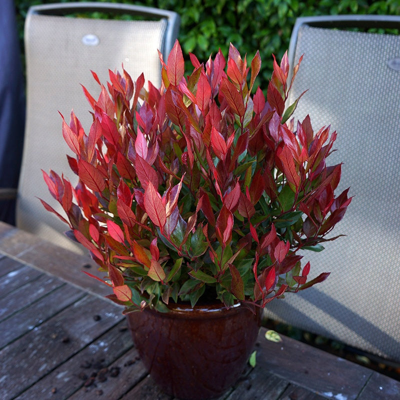 Leafscape&trade; Little Flames Leucothoe