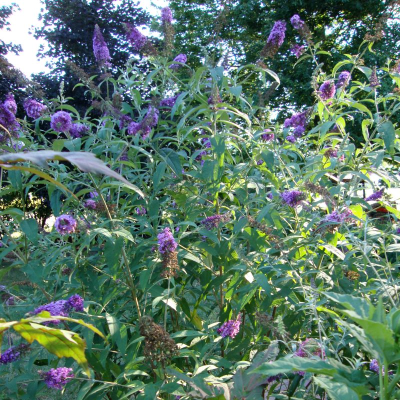 Nanho Blue Butterfly Bush