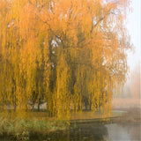 Weeping Willow Tree