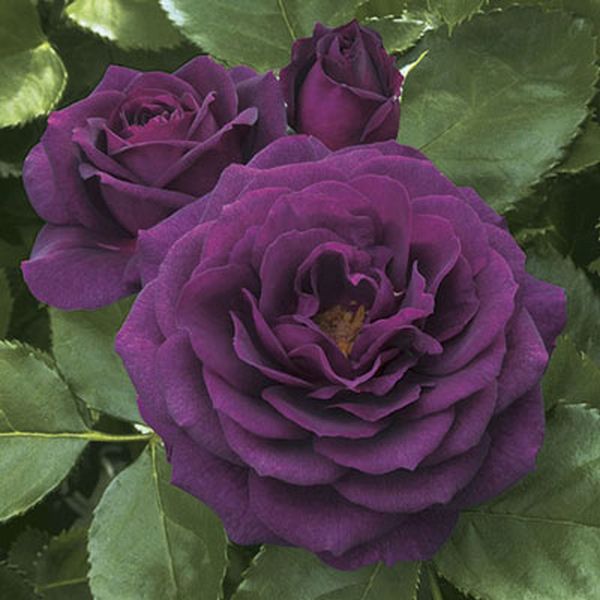 Close-up of purple rosa flowers on Ebb Tide™ Floribunda Rose.