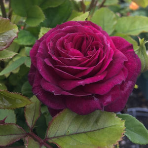 Ebb Tide™ Floribunda Rose (Rosa 'WEKsmopur'), a shrub featuring purple flowers and deciduous.