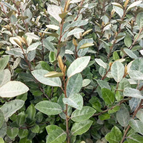 Ebbing's Silverberry - Nature Hills Nursery - #3 Container - 