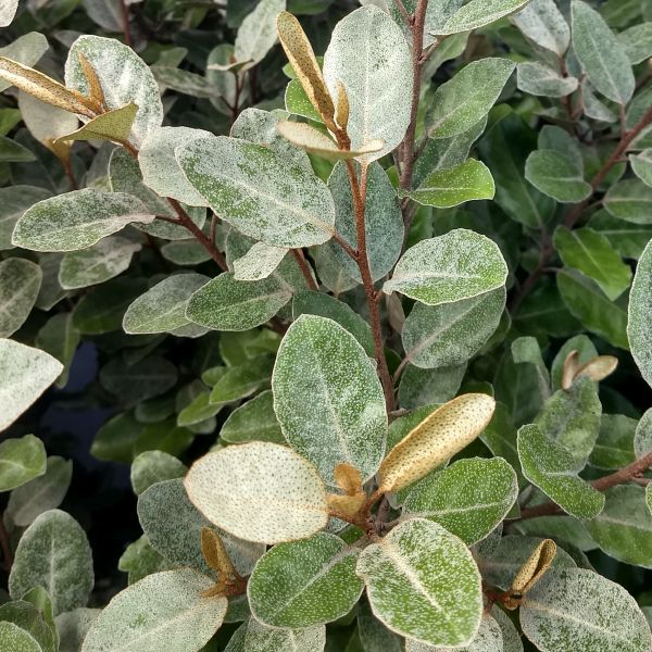 Ebbing's Silverberry - Nature Hills Nursery - #3 Container - 