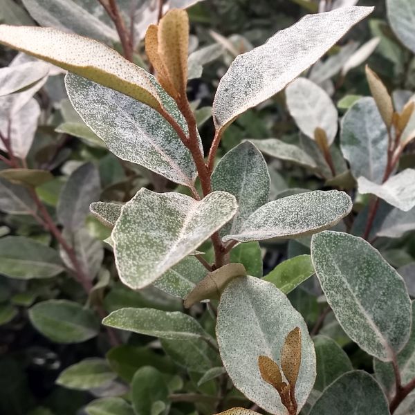 Ebbing's Silverberry - Nature Hills Nursery - #3 Container - 