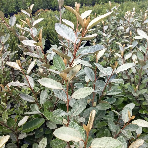 Ebbing's Silverberry - Nature Hills Nursery - #3 Container - 