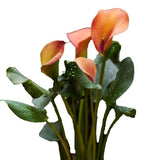 Orange Calla Lily