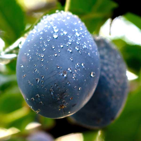 French Petite European Plum Tree