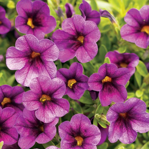 Plum Superbells Calibrachoa