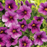 Plum Superbells Calibrachoa