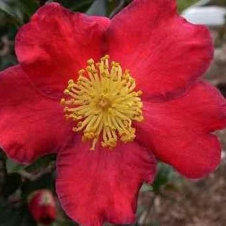 Yuletide Camellia