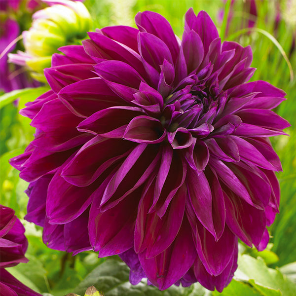 Thomas Edison Dahlia