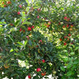 Red Delicious Apple Tree