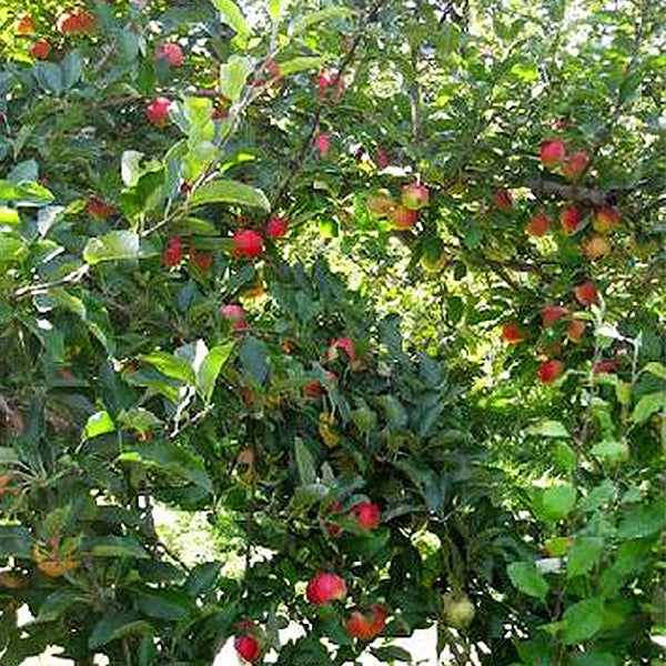 Red Delicious Apple Tree