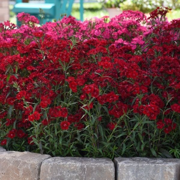 Rockin'&trade; Red Dianthus