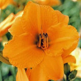 Spellbinder Daylily