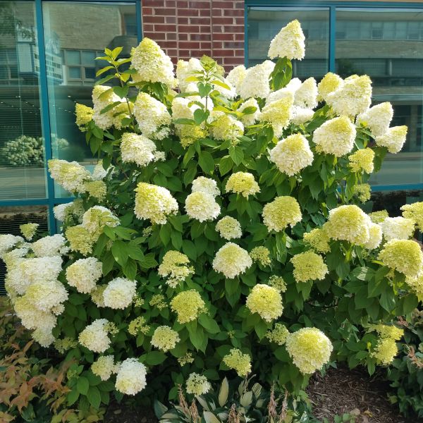 Limelight Panicle Hydrangea