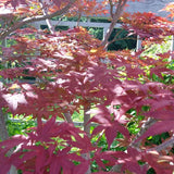 Japanese Red Maple