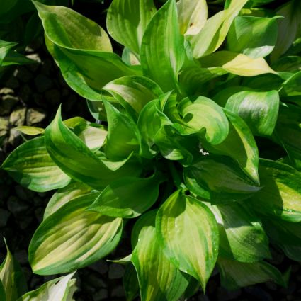 Hosta Dance with Me