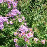 New England Aster