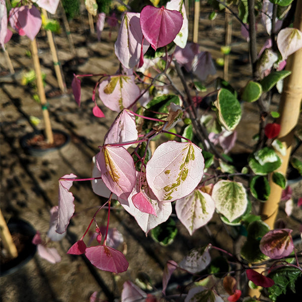 Carolina Sweetheart&reg; Redbud