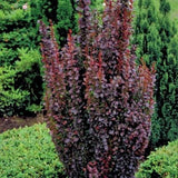 Helmond Pillar Barberry