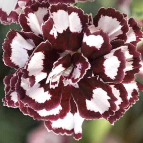 Dianthus Coconut Punch