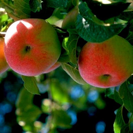 Wolf River Apple Tree