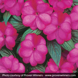 Infinity&reg; Blushing Lilac Impatiens