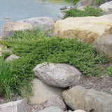 Juniper Japanese Garden