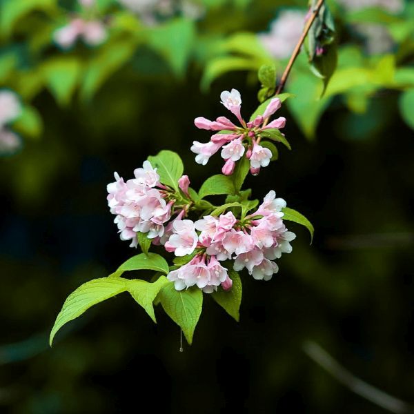 Snippet Lime&reg; Weigela