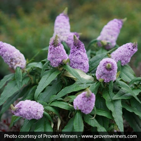 Proven Winners&reg; Color Choice&reg; Pugster&reg; Amethyst Butterfly Bush