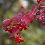 American Cranberrybush Viburnum