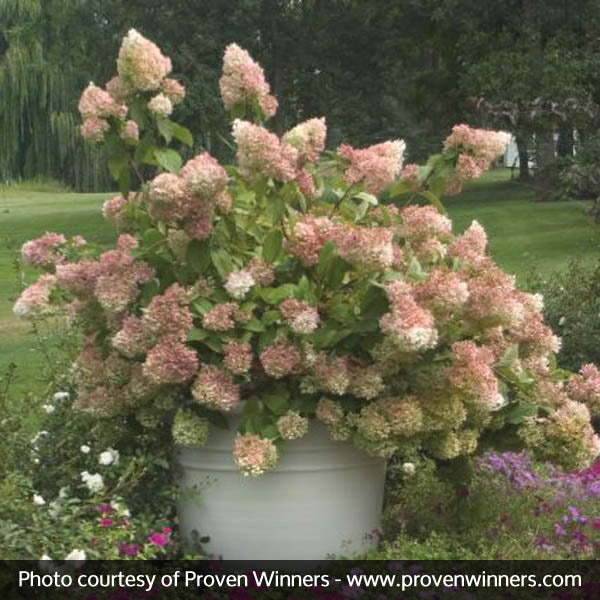 Little Lamb Panicle Hydrangea