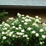 Samantha Hydrangea