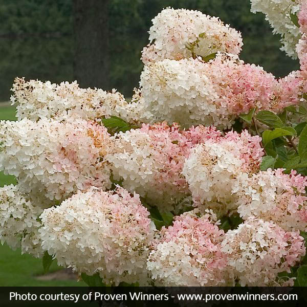 Little Lamb Panicle Hydrangea