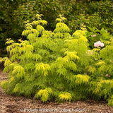 Lemony Lace&reg; Elderberry