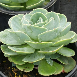 Echeveria Elegans - Nature Hills Nursery - #1 Container - 