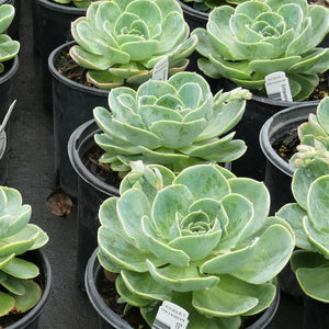 Echeveria Elegans - Nature Hills Nursery - #1 Container - 