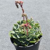 Echeveria Truffles - Nature Hills Nursery - #1 Container - 