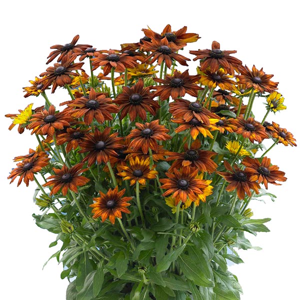 Echibeckia&trade; Summerina&trade; Orange - Nature Hills Nursery - 2.5 Quart Container 2 Pack - 