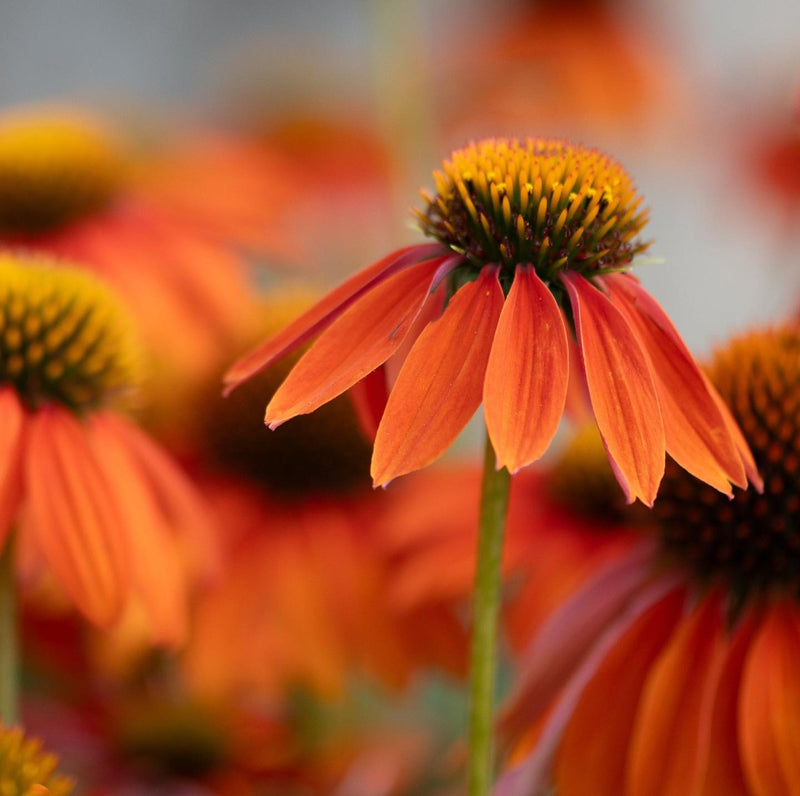 Close-up of vibrant orange coneflowers, Echinacea, with spiky golden center cones blooming in a summer garden.